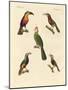 Strange Climbing Birds-null-Mounted Giclee Print