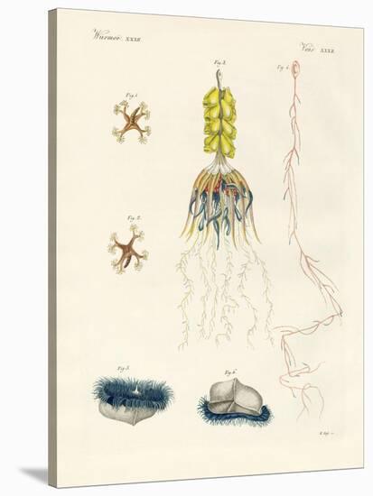 Strange Comb Jellies-null-Stretched Canvas