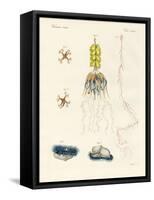 Strange Comb Jellies-null-Framed Stretched Canvas