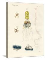 Strange Comb Jellies-null-Stretched Canvas