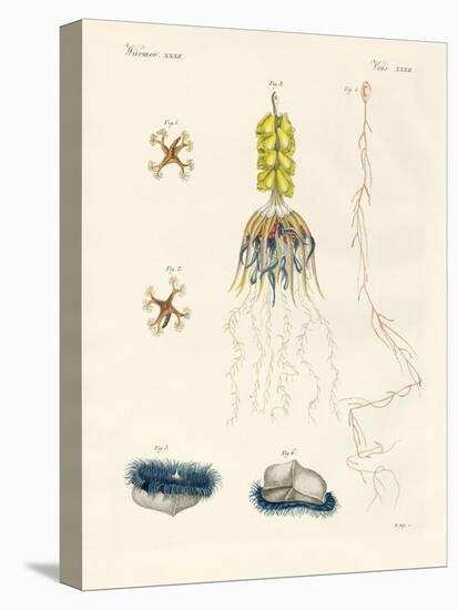 Strange Comb Jellies-null-Stretched Canvas