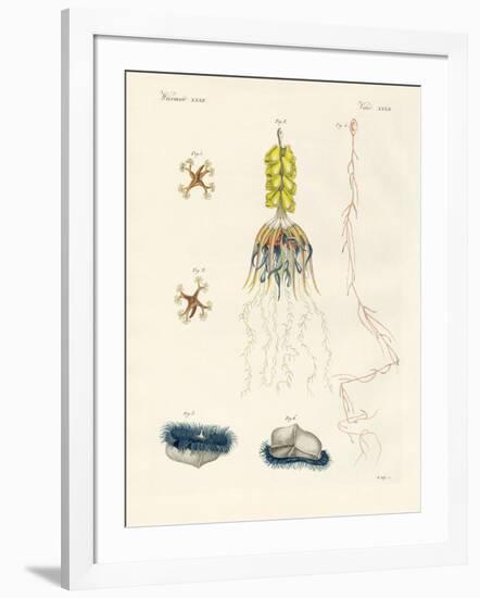 Strange Comb Jellies-null-Framed Giclee Print