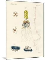 Strange Comb Jellies-null-Mounted Giclee Print