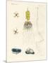 Strange Comb Jellies-null-Mounted Giclee Print