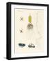 Strange Comb Jellies-null-Framed Giclee Print