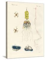 Strange Comb Jellies-null-Stretched Canvas