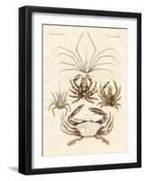 Strange Crabs-null-Framed Giclee Print