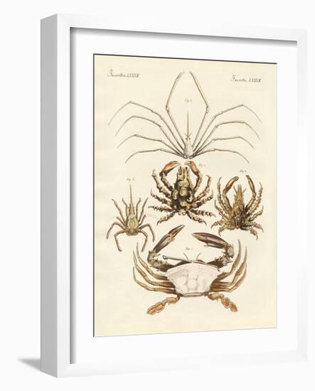 Strange Crabs-null-Framed Giclee Print