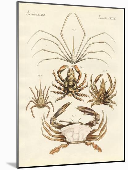 Strange Crabs-null-Mounted Giclee Print