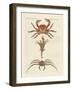 Strange Crabs-null-Framed Giclee Print