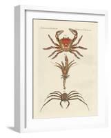 Strange Crabs-null-Framed Giclee Print