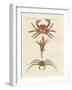 Strange Crabs-null-Framed Giclee Print