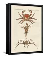 Strange Crabs-null-Framed Stretched Canvas