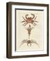 Strange Crabs-null-Framed Premium Giclee Print