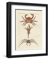 Strange Crabs-null-Framed Premium Giclee Print