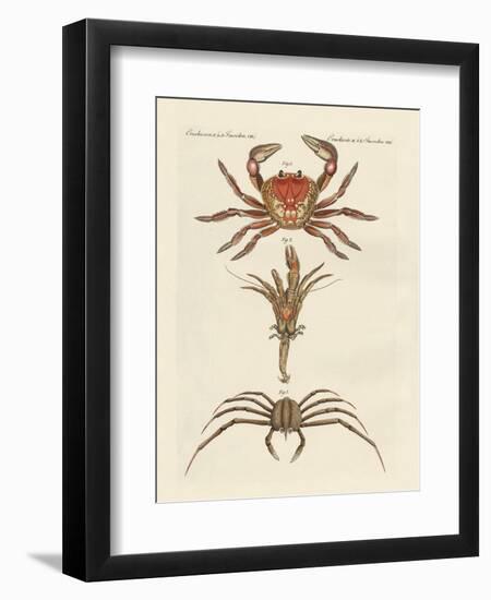 Strange Crabs-null-Framed Premium Giclee Print