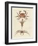 Strange Crabs-null-Framed Premium Giclee Print