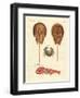 Strange Crabs-null-Framed Premium Giclee Print