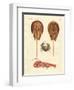 Strange Crabs-null-Framed Premium Giclee Print