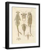 Strange Crustaceans-null-Framed Giclee Print