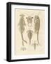 Strange Crustaceans-null-Framed Giclee Print