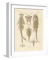 Strange Crustaceans-null-Framed Giclee Print
