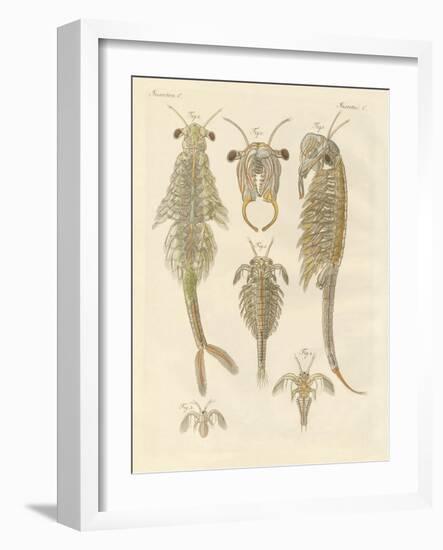 Strange Crustaceans-null-Framed Giclee Print