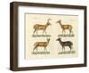 Strange Deers-null-Framed Giclee Print