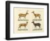 Strange Deers-null-Framed Giclee Print