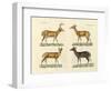 Strange Deers-null-Framed Giclee Print