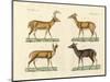 Strange Deers-null-Mounted Giclee Print