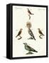 Strange Domestic Birds-null-Framed Stretched Canvas