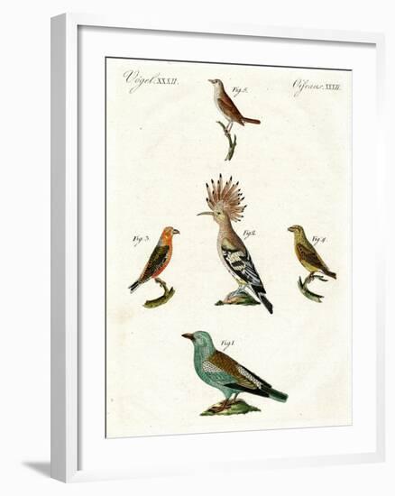 Strange Domestic Birds-null-Framed Giclee Print