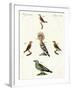 Strange Domestic Birds-null-Framed Giclee Print