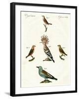 Strange Domestic Birds-null-Framed Giclee Print