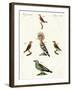 Strange Domestic Birds-null-Framed Giclee Print