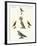 Strange Domestic Birds-null-Framed Giclee Print