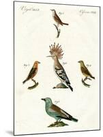 Strange Domestic Birds-null-Mounted Giclee Print