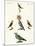 Strange Domestic Birds-null-Mounted Giclee Print