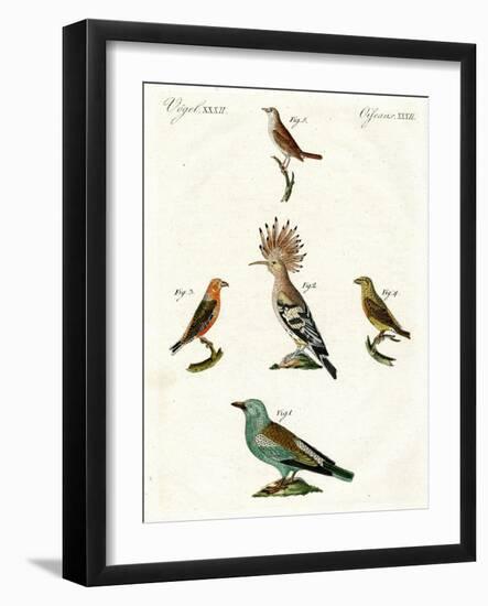 Strange Domestic Birds-null-Framed Giclee Print