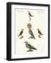 Strange Domestic Birds-null-Framed Giclee Print