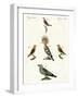 Strange Domestic Birds-null-Framed Giclee Print