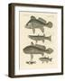 Strange Fish from the Ganges-null-Framed Giclee Print