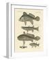 Strange Fish from the Ganges-null-Framed Giclee Print