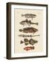 Strange Fish-null-Framed Giclee Print