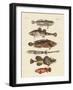 Strange Fish-null-Framed Giclee Print