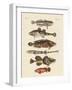 Strange Fish-null-Framed Giclee Print