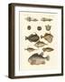 Strange Fish-null-Framed Giclee Print