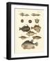 Strange Fish-null-Framed Giclee Print