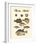 Strange Fish-null-Framed Giclee Print